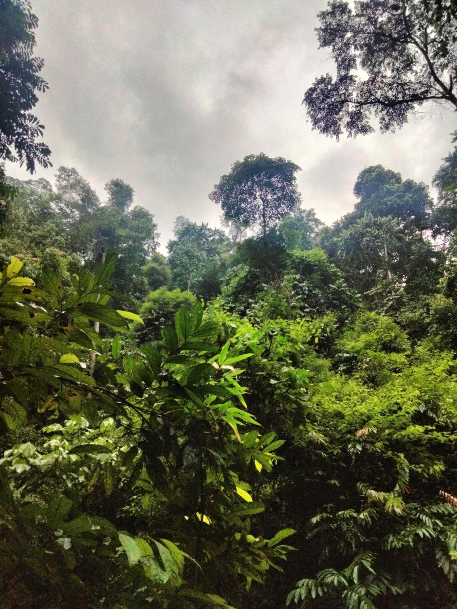 Wisma Batu Mandi Bukit Lawang Extérieur photo