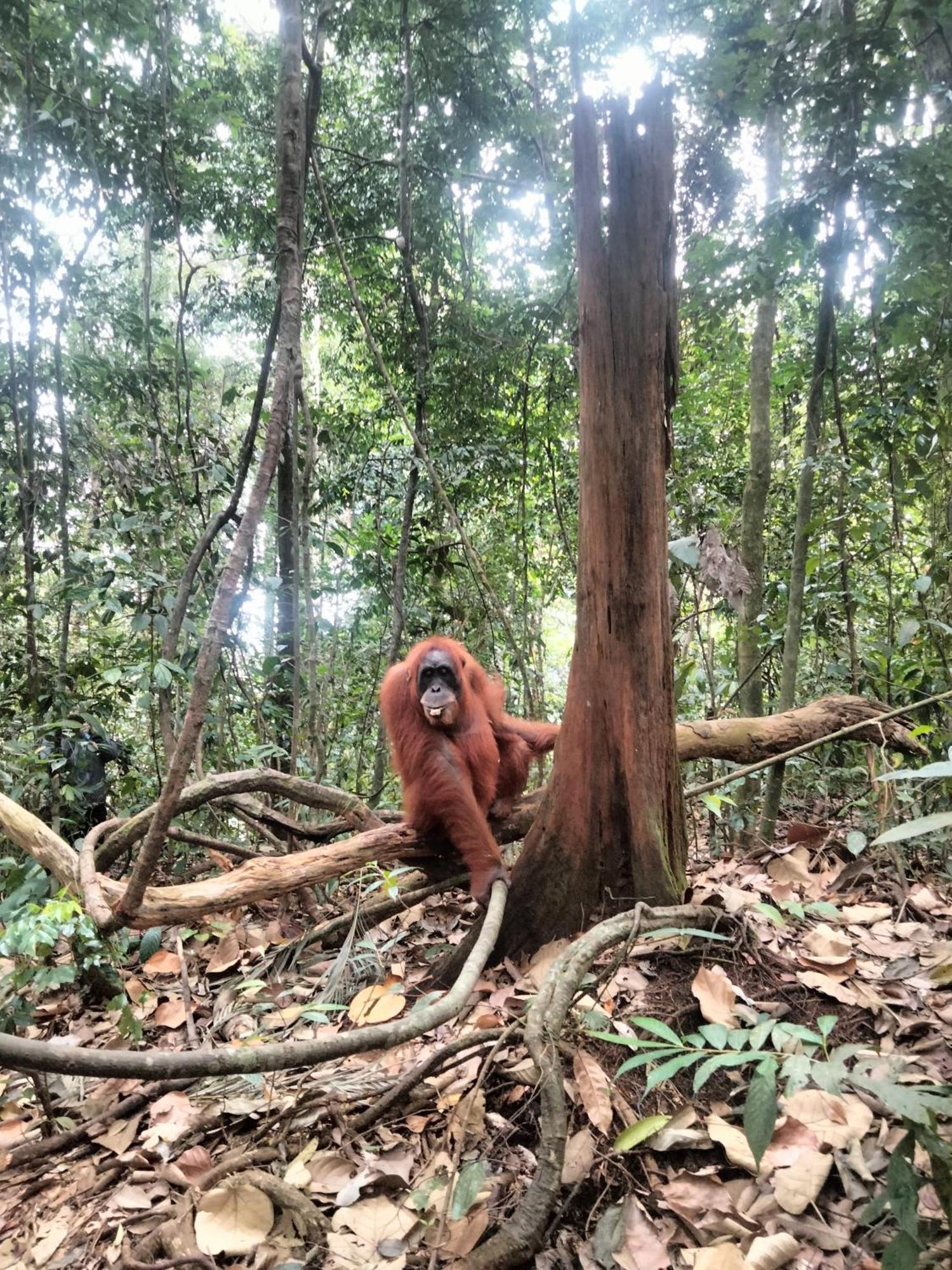 Wisma Batu Mandi Bukit Lawang Extérieur photo
