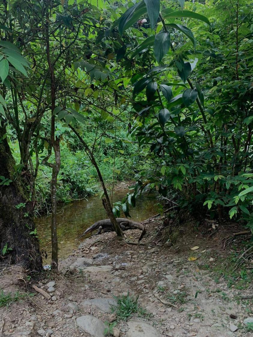 Wisma Batu Mandi Bukit Lawang Extérieur photo