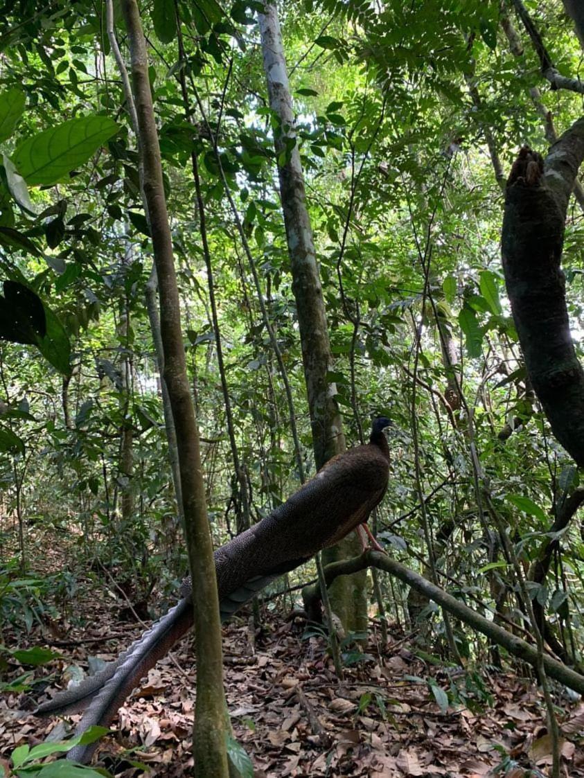 Wisma Batu Mandi Bukit Lawang Extérieur photo